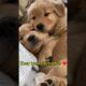 Cute puppies hugging!