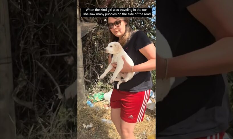 Cute puppies #lovestory #animals #wildliferescue #cute #wildlife #rescue #puppy #love