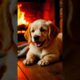 Cute puppies #puppy #puppies #puppydog #cuteanimals #funnyanimals #youtubeshorts #shorts
