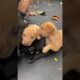 Cute puppies #youtubeshorts #puppy #dog #cute #dogloversdog #dogshorts #dogvideos #shorts #pets