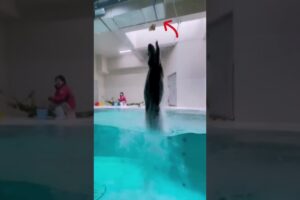 Cute sea otter is playing #viralvideo #seaotter #cute #shorts #animals