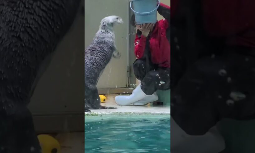 Cute sea otter is stunning playing #seaotter #cute #shorts #viralvideo #animals