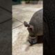 🍯 Cutest Armadillo Ever! 😍