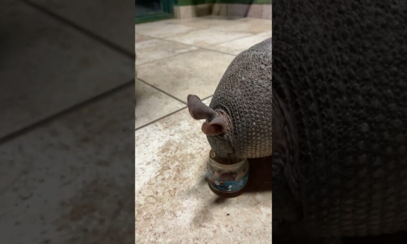 🍯 Cutest Armadillo Ever! 😍