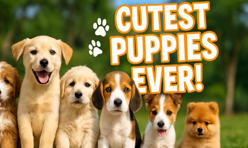 Cutest Puppies Ever! 🐾 Watch These Adorable Dogs Play & Cuddle