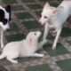 "Cutest Puppies Playing Together 🐶💖 Adorable Puppy Fun You Can't Miss!"