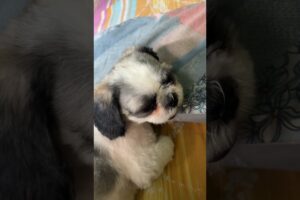 Cutest Puppy Nap Ever | Adorable Shih Tzu Sleeping Peacefully #cutepuppy #puppynap #shihtzupuppy