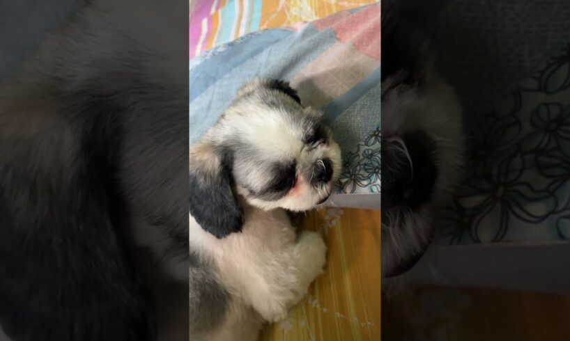 Cutest Puppy Nap Ever | Adorable Shih Tzu Sleeping Peacefully #cutepuppy #puppynap #shihtzupuppy