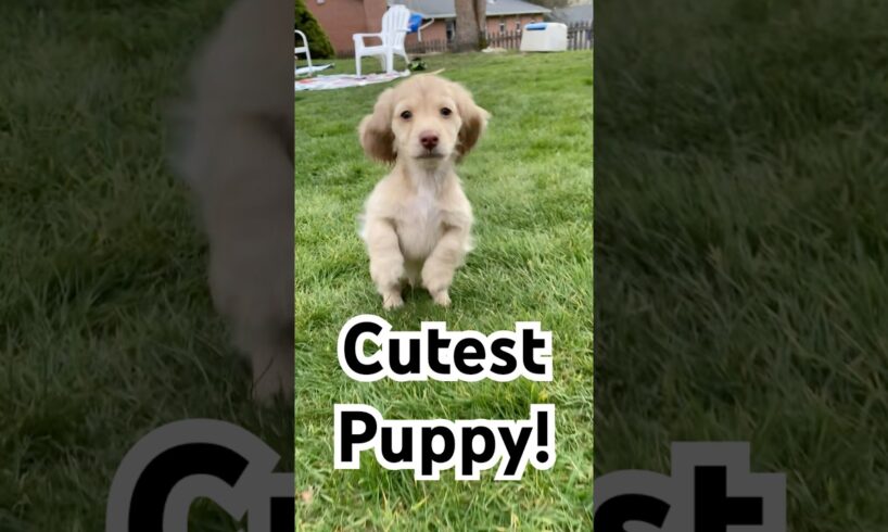 Cutest Puppy #pet #puppy #cutepets #cutedog #puppies #adorable #dachshund #doggielife #dog #dogshort