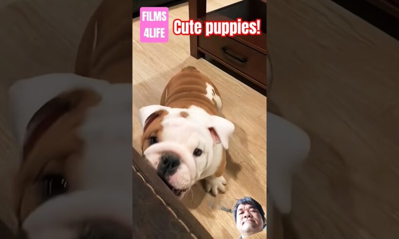 Cutest puppies! Cún con siêu dễ thương! #pets #cute #doglove FILMS4LIFE