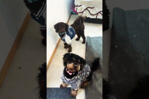 ❤️🐶🌸Cutest puppies 🐶 #pets #puppy #cutedog #shortvideo #petshub #shorts #shortsviral