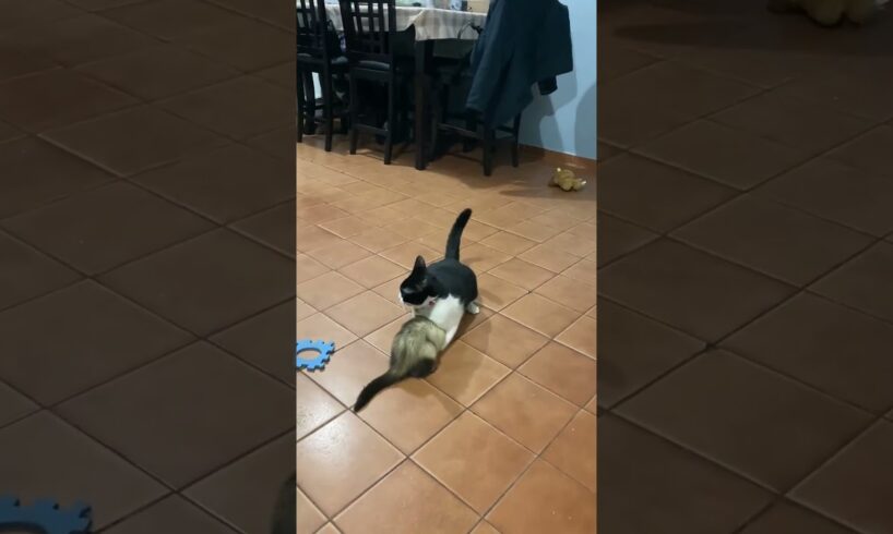 DOG CAT AND FERRET PLAYING