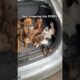 Dachshund Puppy Haul 🐶😂 | Funny Dog Video You NEED to See! #puppyvideos #dachshundpuppy