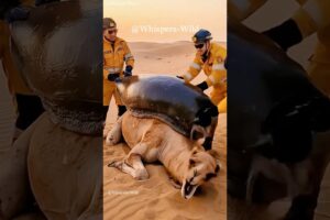 Desert Rescue: Giant Snail & Camel’s Unlikely Encounter