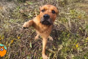 Dog Was Trapped in Cactus Patch Has the Sweetest Reaction to Rescue!  | Cuddle Buddies
