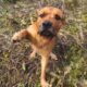 Dog Was Trapped in Cactus Patch Has the Sweetest Reaction to Rescue!  | Cuddle Buddies