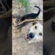 Dog playing #puppy #doglover #cute #animals #funny #doglove #dog #barking #love #shortvideo #top