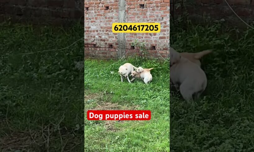 Dog puppies sale bhout cute puppies hai #ranchi #dogsales  #labrador #labradorretriever #puppies