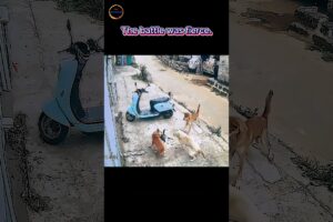 Dog vs Cat: This Fight Took a Crazy Turn! 🐶🐱💥