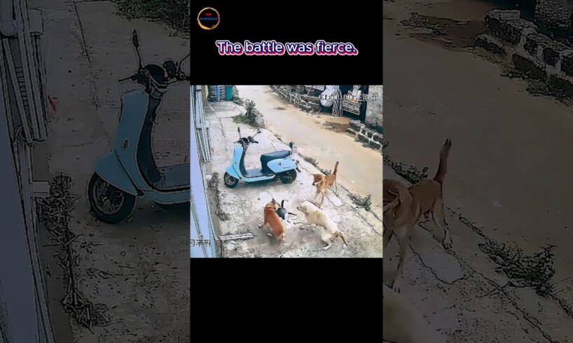 Dog vs Cat: This Fight Took a Crazy Turn! ๐ถ๐ฑ๐ฅ