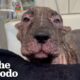 Dumped Neglected Dog Learns To Be A Puppy Again | The Dodo