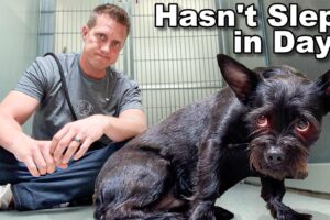 Dumped on the Highway, She Won't Let Anyone in Her Kennel Until This...🥺