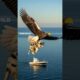 Eagle rescues puppy from deadly Orca in the open ocean! #rescue #animals #wildlife