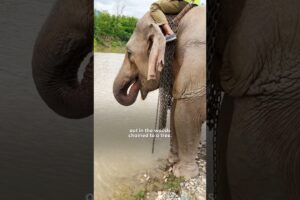 Elephant Chained For 31 Years Realizes She's Free | The Dodo