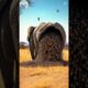 Elephant attacked by hornets after eating honey and rescued by US rescue team