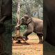 Elephant’s Incredible Rescue of a Baby Monkey #wildlife #wildliferescue