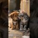 Emotional & Funny Animal Videos 2025 | Heartwarming Rescues, Cute Pets & Must-See Moments #animals