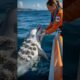 Emotional Ocean Rescue: Dolphin Covered in Millions of Barnacles Washes Ashore for Help