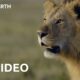 Epic Animal Battles: Nature's Most Brutal Showdowns in 4K | BBC Earth