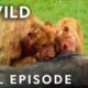 Epic Animal Power Struggles (Full Episodes) | Animal Fight Night | Nat Geo Animals