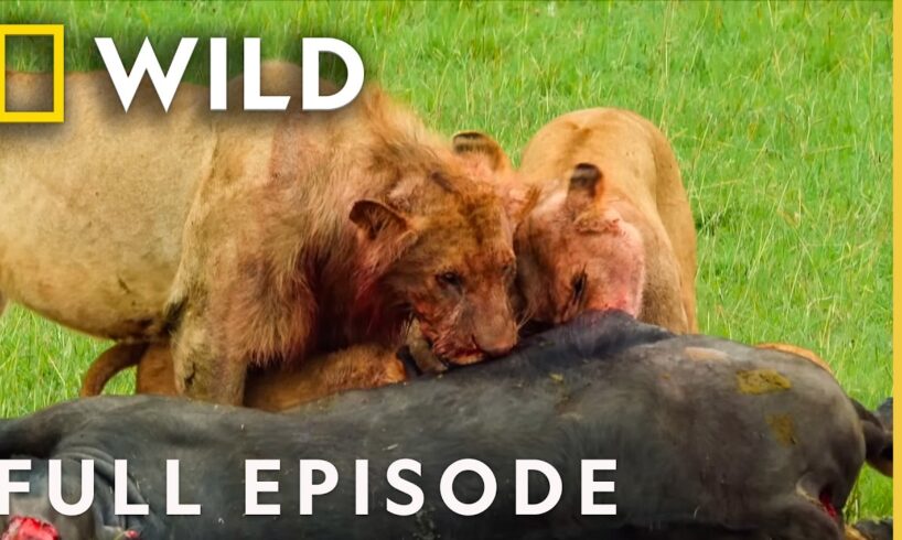 Epic Animal Power Struggles (Full Episodes) | Animal Fight Night | Nat Geo Animals