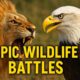 Epic Wildlife Battles in 4K | Nature’s Deadliest Animal Fights