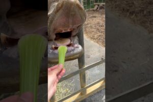 Ever seen inside a Rhino’s mouth?! 😂🦏 #nature #animals #animal