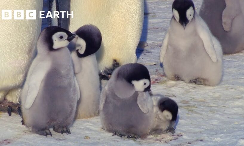Exploring the Adorable World of Baby Animals | BBC Earth Kids