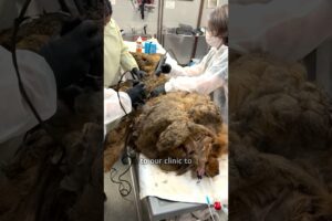 Extremely Matted Dog Gets A Trim