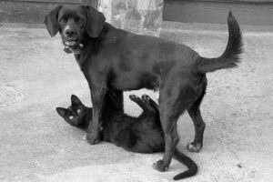 Fails so bad you don’t know whether to laugh or cry P2 - Funniest Videos Animals 🐧