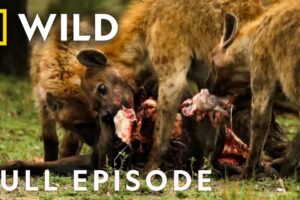Fangs of Fury (Full Episode) | Animal Fight Night | Nat Geo Animals