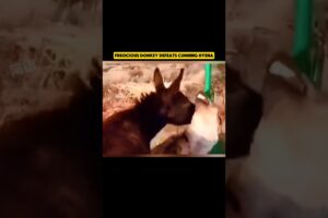 Ferocious Donkey DESTROYS Cunning Hyena in EPIC Battle! #animalfight