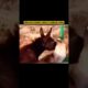 Ferocious Donkey DESTROYS Cunning Hyena in EPIC Battle! #animalfight