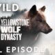 Fight for Wolf Valley (Full Episode) | Yellowstone Wolf Dynasty | Nat Geo Animals