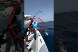 Fishing Trip Turns Into Shark Chaos!