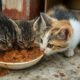 From Abandoned and Scared to Safe and Loved: A Rescue Story of Three Kittens