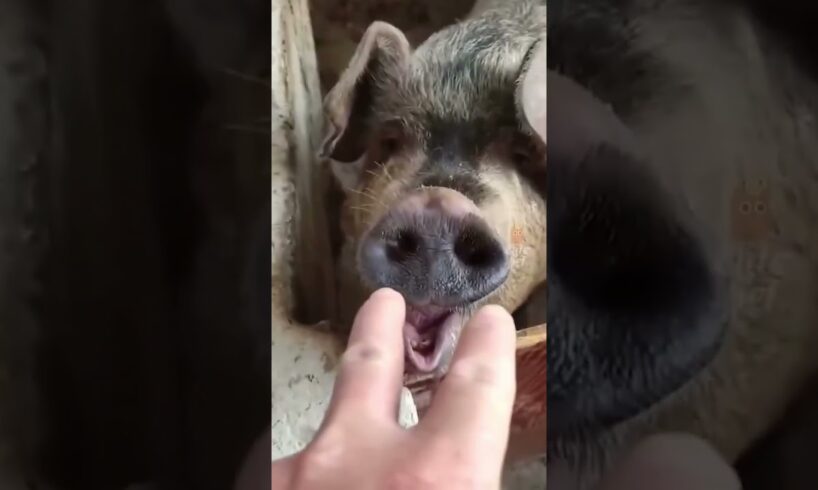 Funniest Animal Fails #viral #ylyl #animals #funnypets