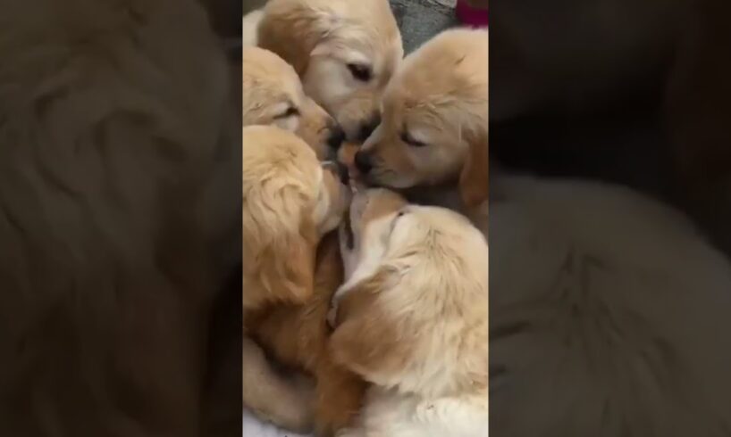 Funny Cat Gets Bombarded with Licks from Golden Puppies!