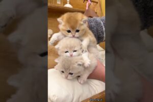 🐱 Funny cat videos | cute cats | Try not to laugh | Cat videos Compilation #shorts  🐈