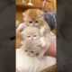 🐱 Funny cat videos | cute cats | Try not to laugh | Cat videos Compilation #shorts  🐈